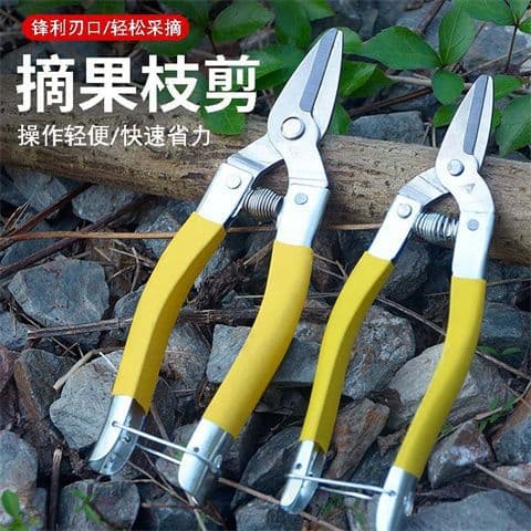 Stainless Steel Tree Pruning Shears, Fruit Tree Shears, Fruit Picking Shears, Orange Picking Shears, Fruit Shears, Medium Fruit Scissors, Round Head Fruit Scissors