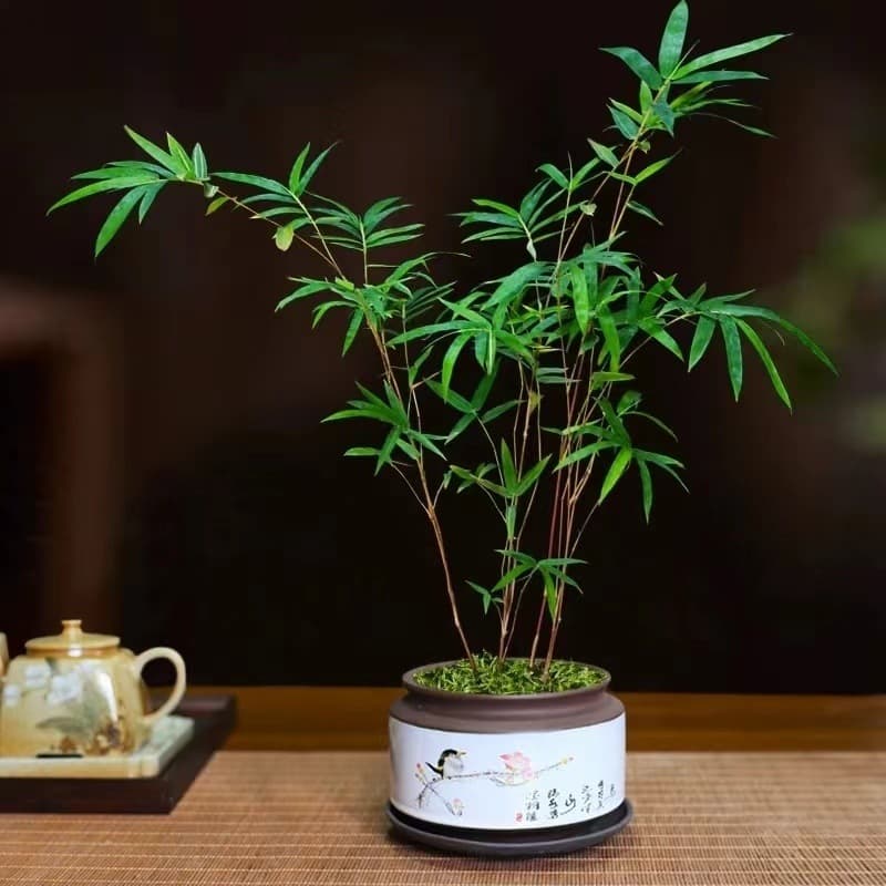 Mini lazy red Guanyin bamboo potted indoor study living room office desk ornament lazy hydroponic flowers green plants