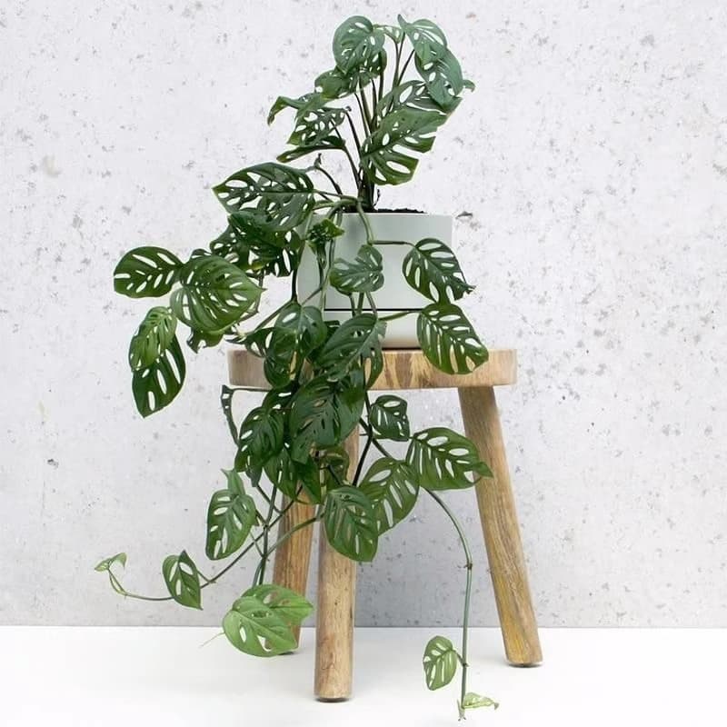 Trailing Monstera Adansonii Michelle Monstera Cheese Trailing Monstera Adansonii Michelle Monstera Potted