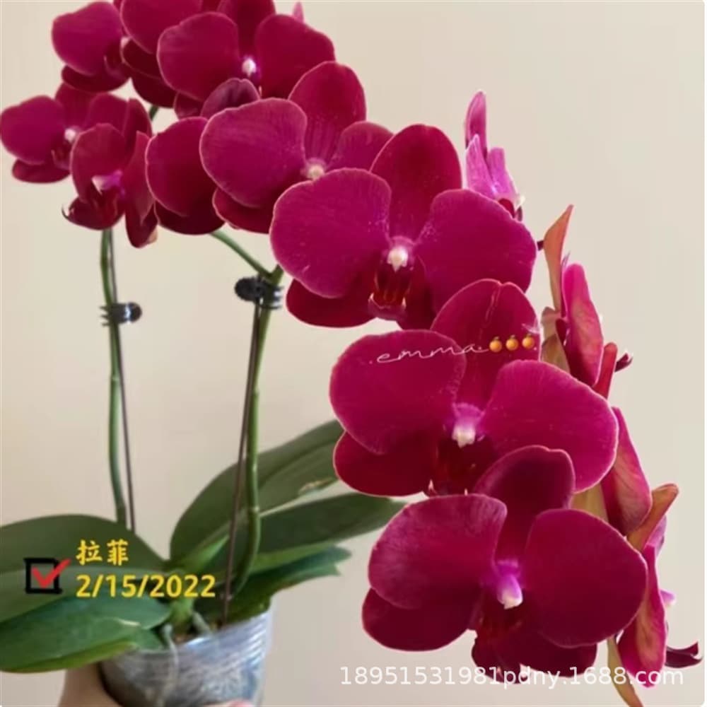 Phalaenopsis Orchid Seedling Potted Plant with Flowers, Indoor Flowering Green Plant, Bonsai Ornamental, Blooms All Seasons, Ready for Dropshipping