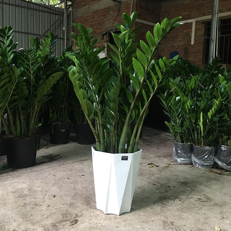 ZZ Plant Potted Plant Living Room Office Indoor Green Plant Bonsai Flower Money Tree Green Plant Care High Appearance