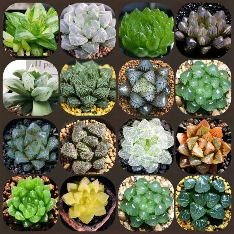 Haworthia Succulent Potted Plant Set: Jade Rooster, Ji Yulu, Grass Yulu, Crystal Yulu, Indoor Cultivation