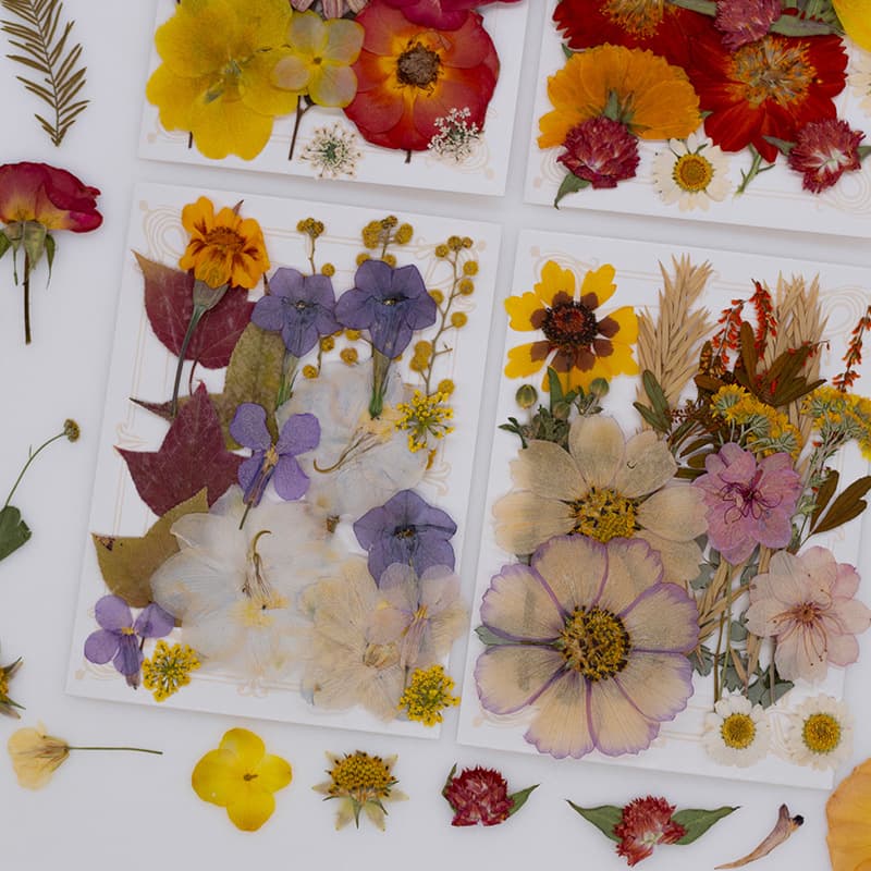 New DIY Craft Material Photo Sticker Resin Bookmark Photo Frame Dried Flower Pressed Flower Real Plant Specimen Bouquet