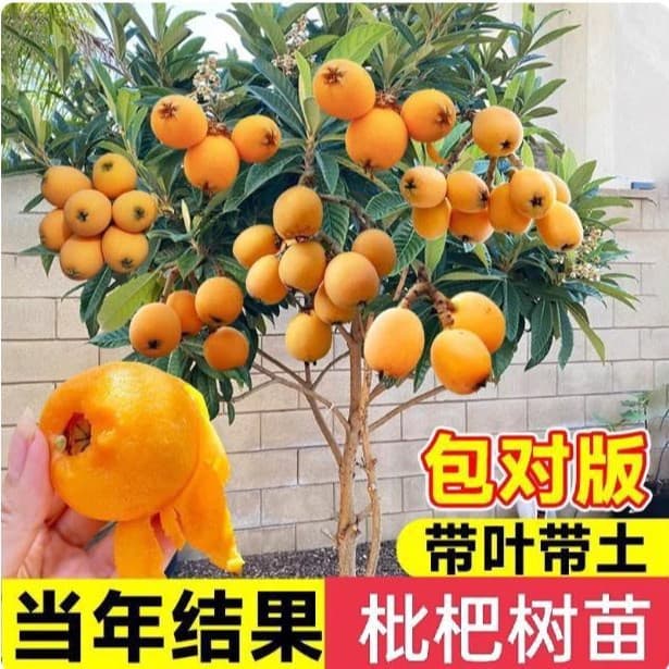 Loquat seedlings, fruit tree seedlings, grafted fruit trees for courtyards, potted extra-large seedless sugar loquat seedlings, cold-resistant