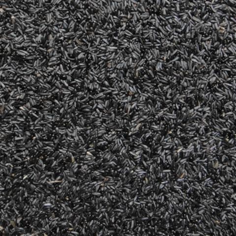 Black Tip Grass Seeds Are Bird Food That Promotes the Reproduction of Niger Hibiscus. Bird Food Canary Jade Bird Jade Bird Black Tip Seeds