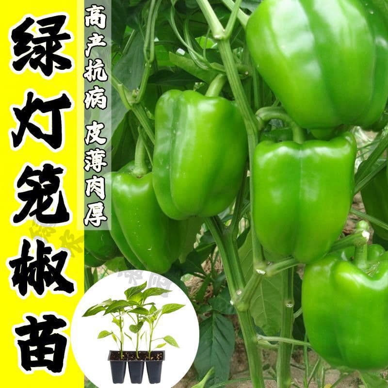 Green Bell Pepper Seedlings with Soil, Sweet Pepper, Green Chili Pepper Seedlings, Non-Spicy, Four Seasons, Spring, Garden Vegetable Seedlings