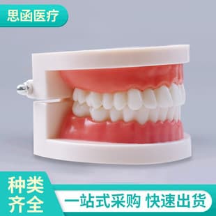 Teeth Model, Oral Model, Kindergarten Dental Teaching Model, Small Teeth Model Wholesale Retail, Tooth Brushing Model