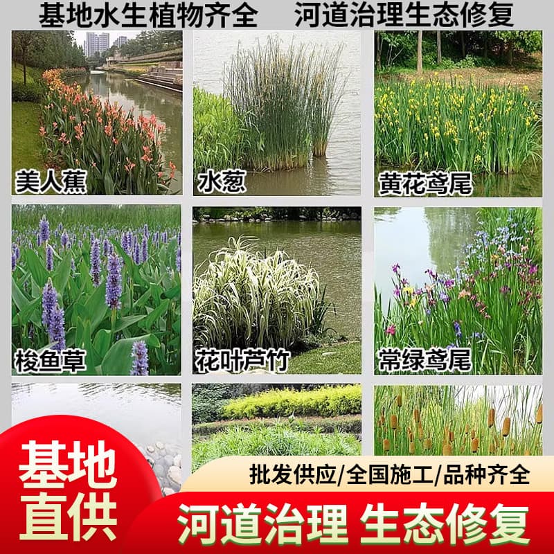 Canna, Vallisneria, Thalia dealbata, Water Hyacinth, variegated aquatic plant seedlings for landscape engineering, wholesale green plants