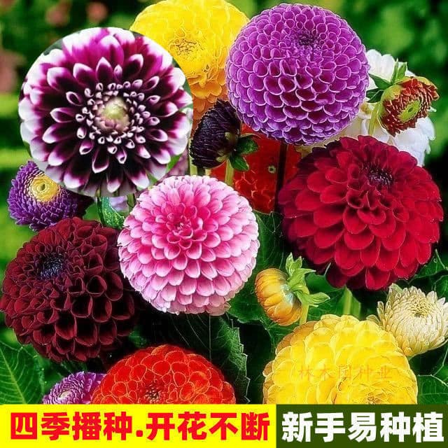 Four-Season Giant Double-Flowered Dahlia Seeds, Blooms in All Seasons, Courtyard Balcony Potted Flower Seeds