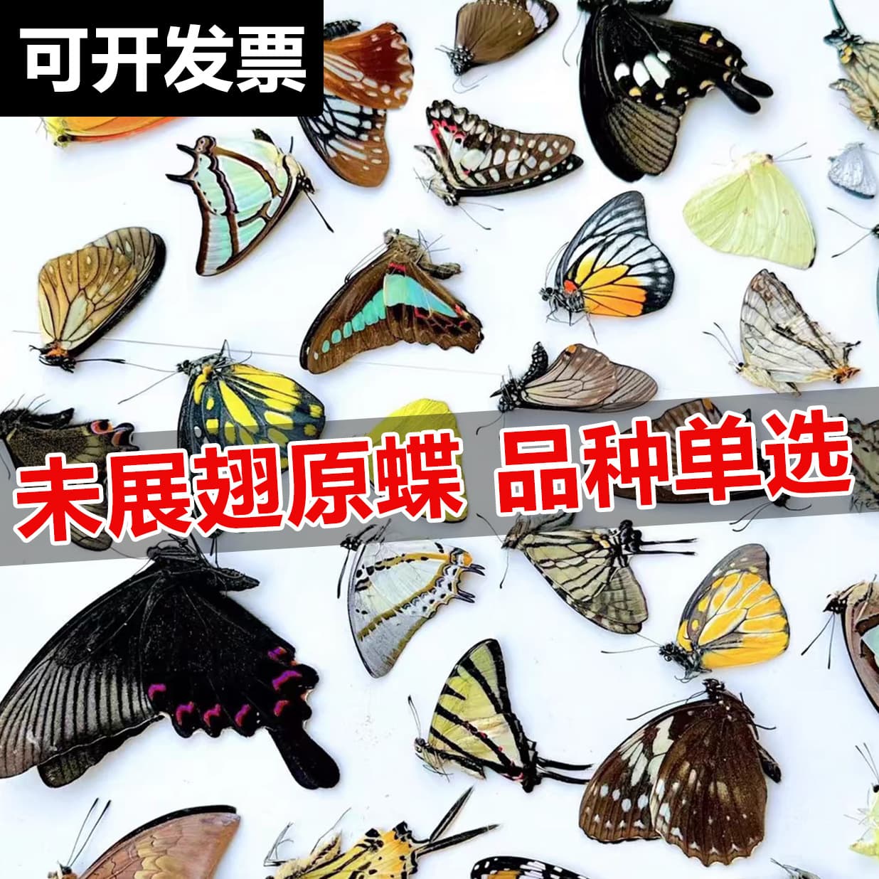 Real Butterfly Specimen Golden Birdwing Unspread Original Butterfly Mixed Insect Specimen Kindergarten Teaching Photography DIY Wholesale