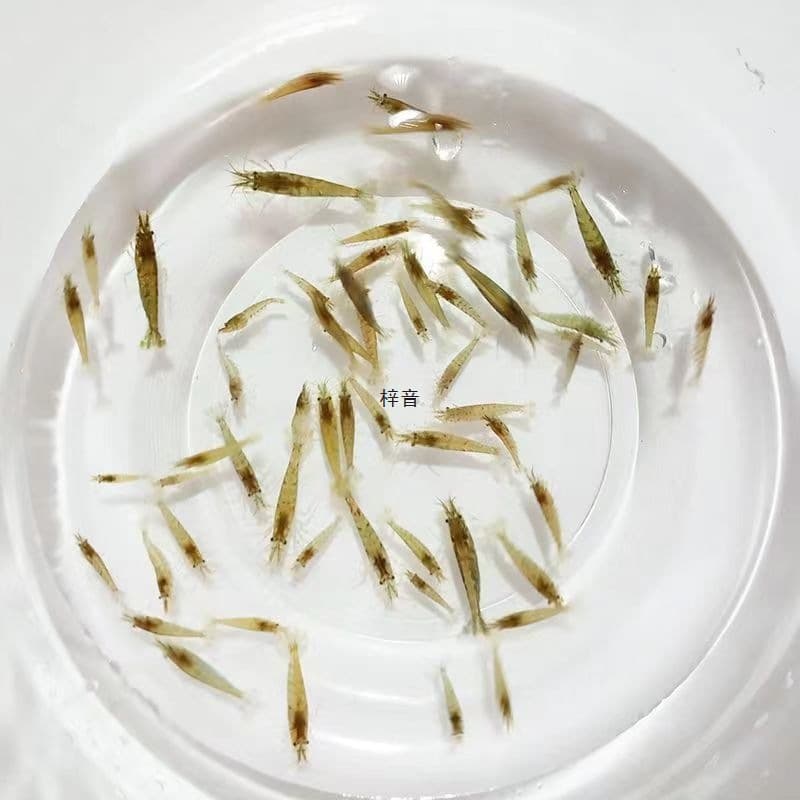 Aquarium Cleaning Black Shell Shrimp Tool, Black Shell Shrimp, Ornamental Shrimp, Turtle Feed, Algae-Eating Shrimp