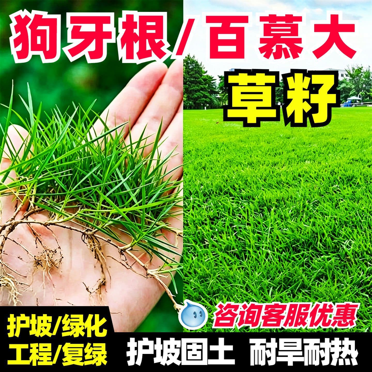 Bermuda Grass Seed - Pure Seed for Lawn, Year-Round Green, Cold and Drought Tolerant, Greening, Slope Protection, and Soil Stabilization Grass Seed