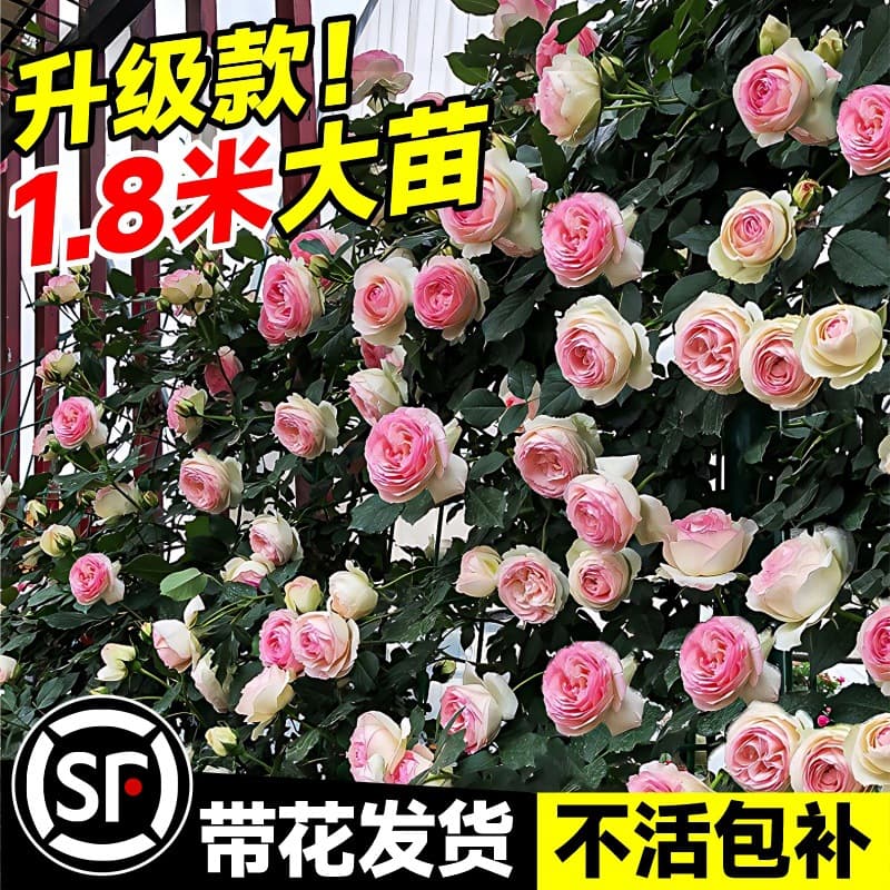 1.8m Large Mother Plant Rose Seedlings, Climbing Rose, Large Flowers, Four-Season Blooming, Potted Rose