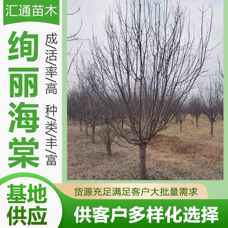 10-14 Gorgeous Crabapple Landscape Crabapple Tree Home Garden Shade Crabapple Tree Crabapple Landscaping Tree In Stock