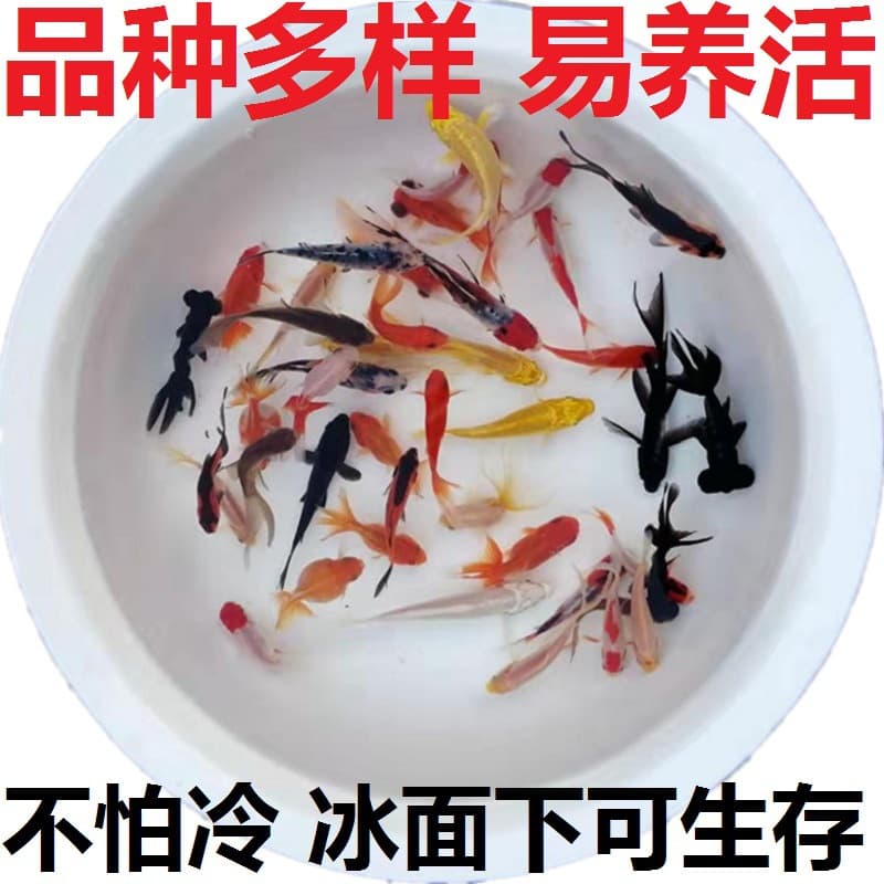 Cold-water ornamental fish, freshwater goldfish, easy to raise and hardy fish, live fry, small koi, live fish, pet wholesale.