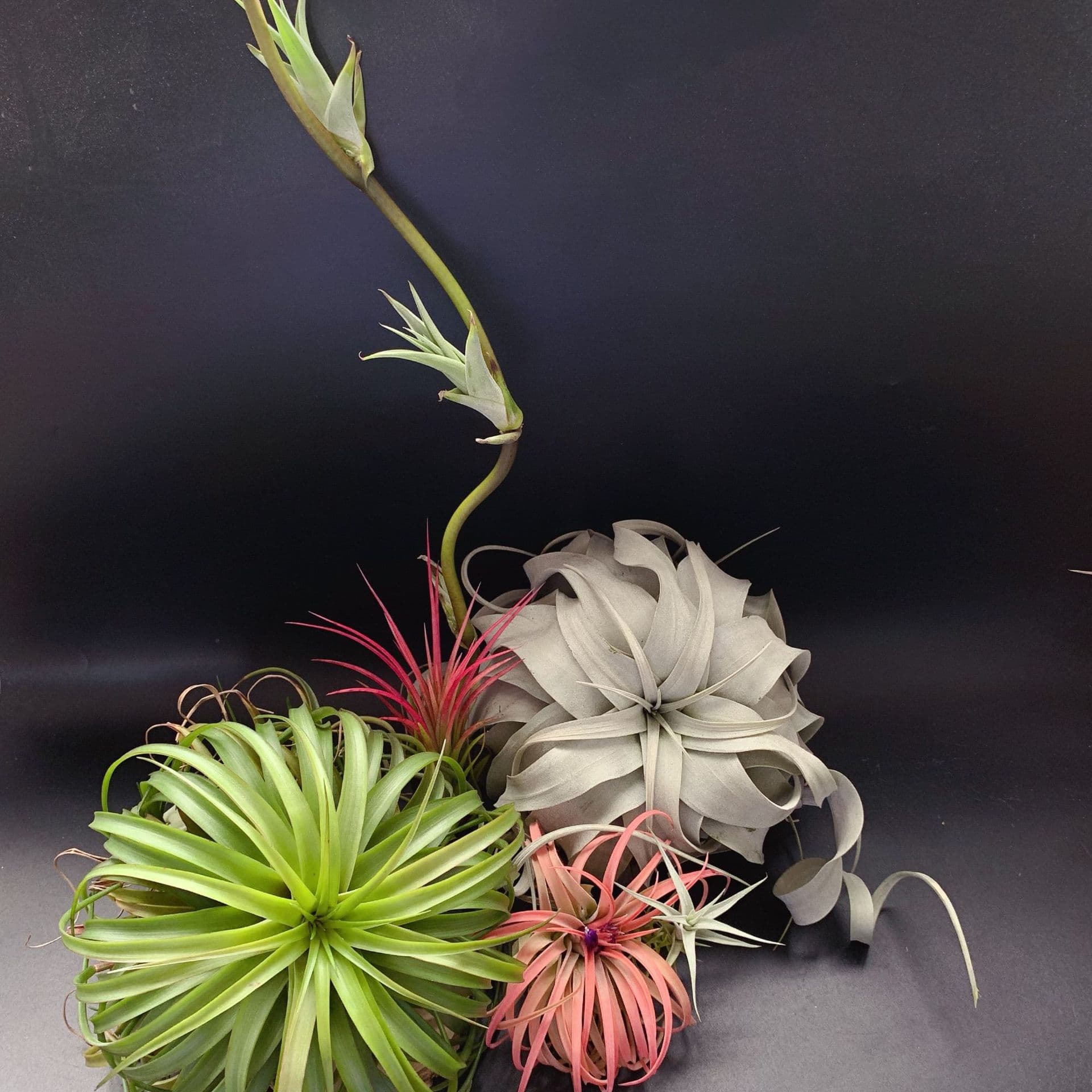 Bequereli T.brachycaulos Beginner Gardening Variety with Vibrant Coloration, Air Plant Soilless