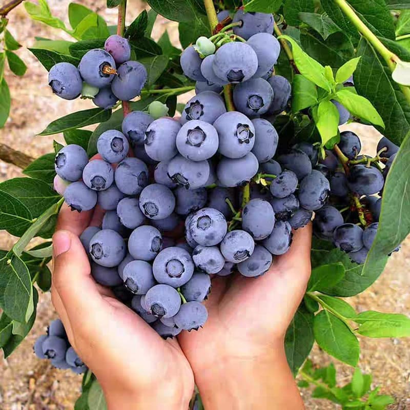 Blueberry Seedling, Potted, Suitable for Four-Season Balcony Fruit Tree Planting in Southern and Northern Regions, Courtyard Fruit Tree Seedlings, Bears Fruit in the Same Year