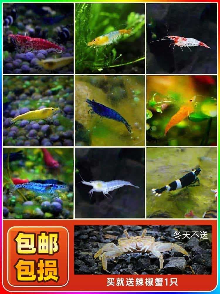 Ornamental Shrimp Package Live Black Shell Shrimp Algae Removal Shrimp Sakura Extremely Popular Crystal Fish Tank Freshwater Tool Shrimp Pet Shrimp One