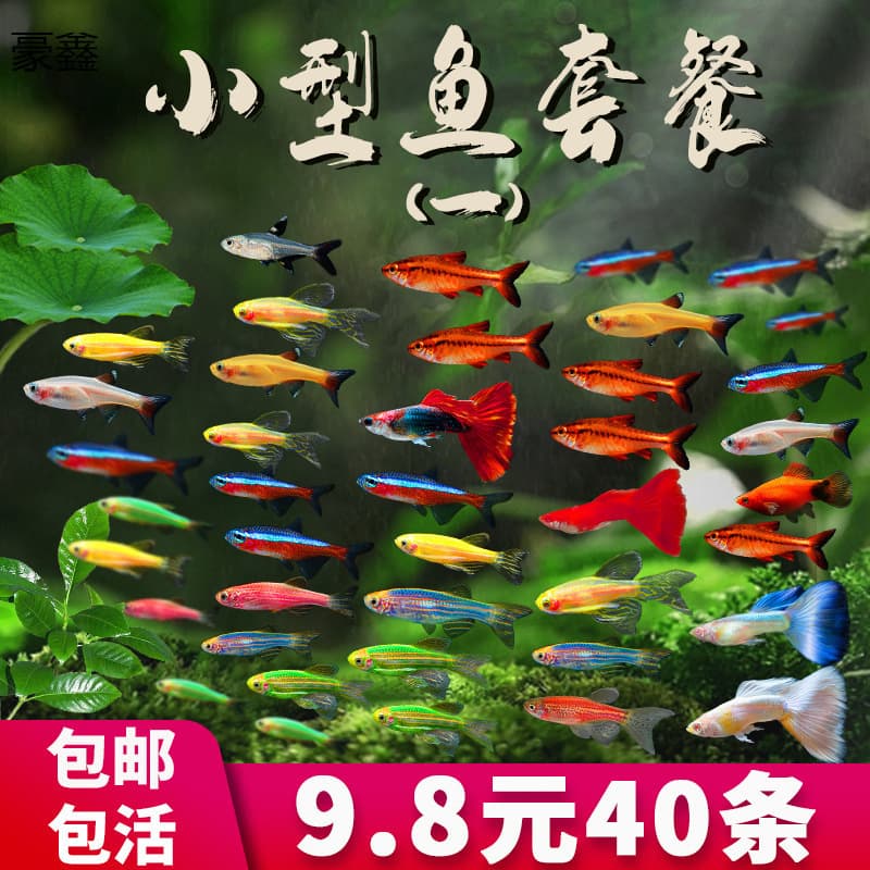 Small Tropical Lampfish, Zebrafish, Large Ornamental Fish, Freshwater, Hardy, Easy to Keep, Guppy Fry, Cleaner Fish