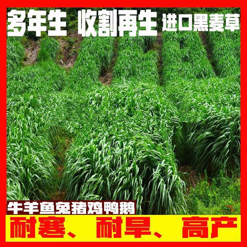 Fishgrass, ryegrass, year-round forage seeds, livestock grass seeds, grass seeds for feeding grass carp, rabbits, cattle, and sheep, spring grass seeds