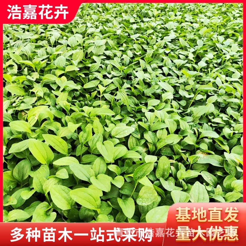 Coneflower Seedling Potted Plant Qingzhou Supply May Seedling Perennial Flower Coneflower Seedlings
