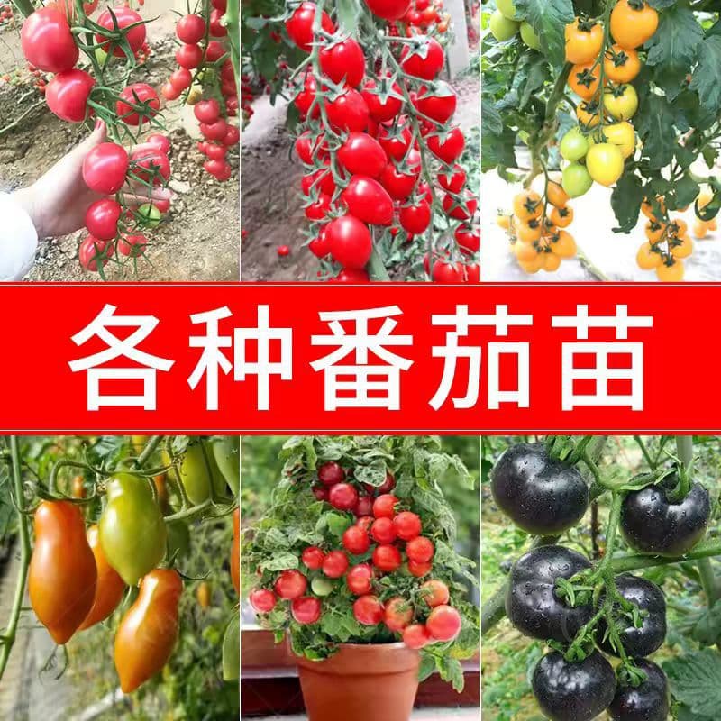 Cherry Tomato Seeds for Spring and All Seasons, Balcony Potted Mini Tomato Plants