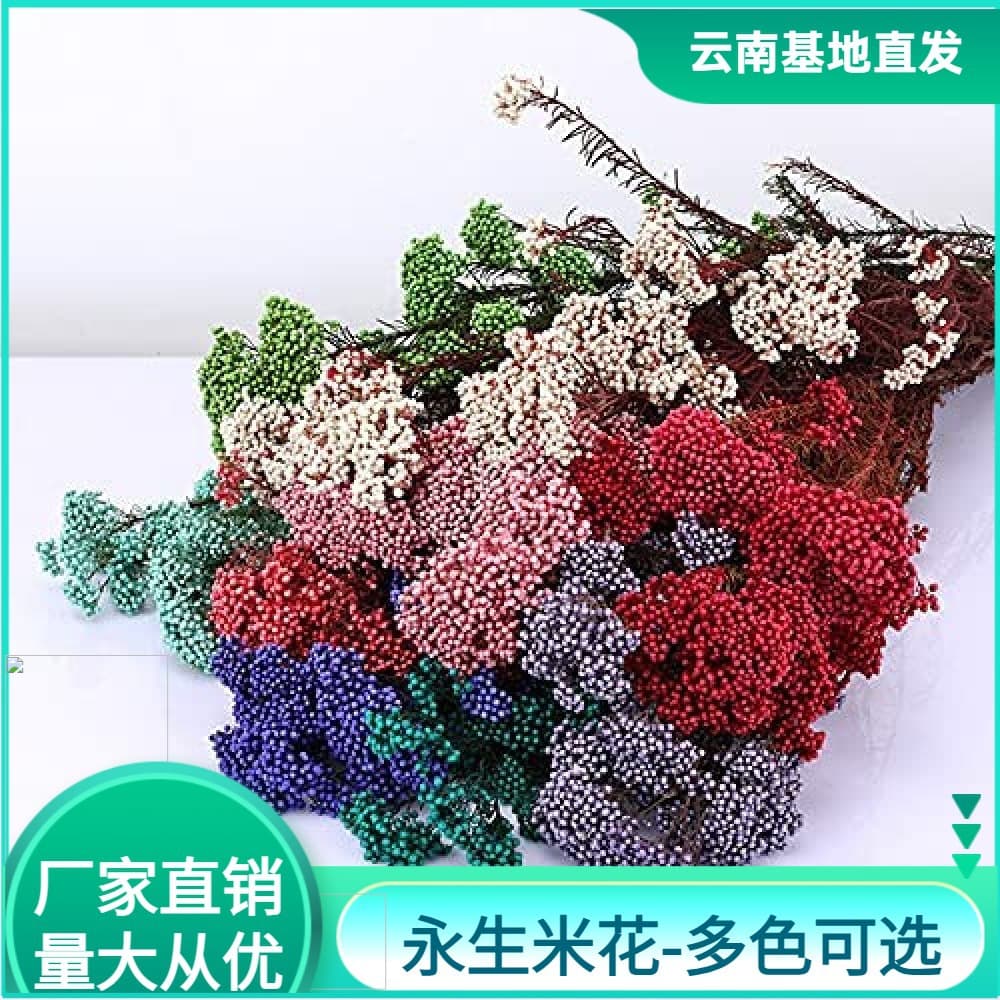 Immortal rice flowers dried flowers millet flowers preserved flowers natural real flowers flower arrangements decorative flower materials diy handmade materials wholesale