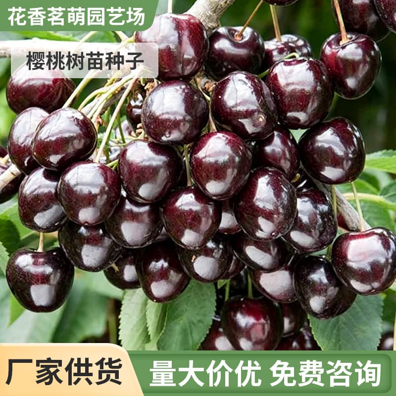 Bulk Cherry Seeds Large Cherry Seeds Mountain Cherry Potted Garden Ground Planting North South Planting Cherry Tree Seedlings Seeds