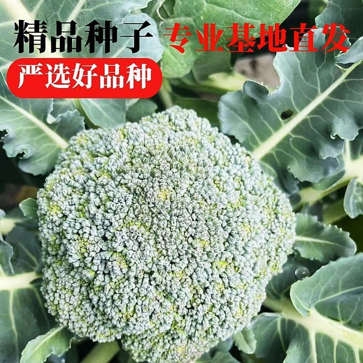 Alibaba-1688 product cannot be viewed or has been removed