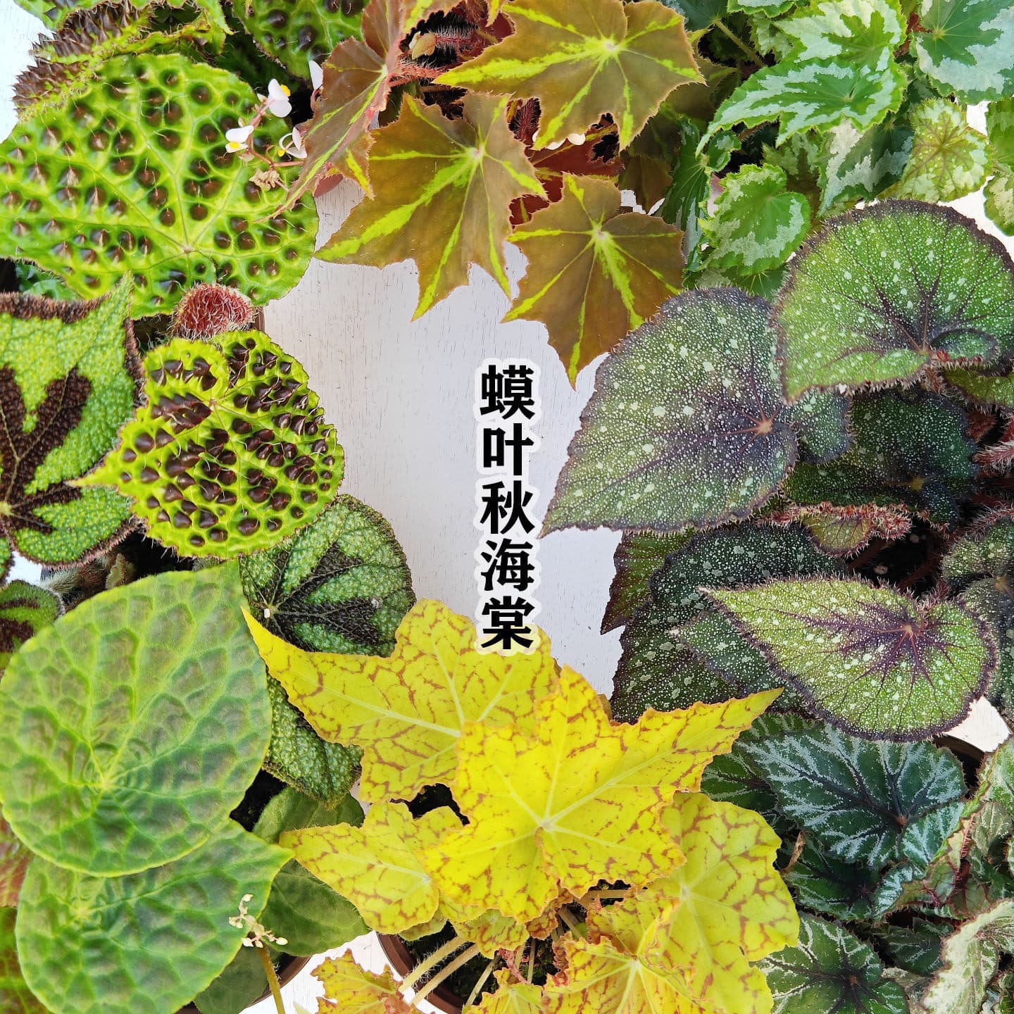 Ageratum Autumnium Non-Red Series Easy-To-Grow Flower and Foliage Plant for Landscaping, Popular Indoor Plant