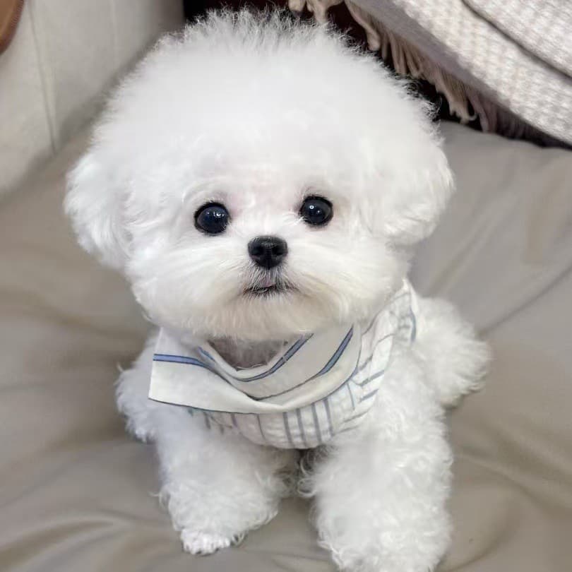 Wholesale Purebred Bichon Frise Puppies, Live Bichon Frise Puppies, Pet Dogs, Bichon Frise Teacup Dogs, Bichon Frise Small Dogs