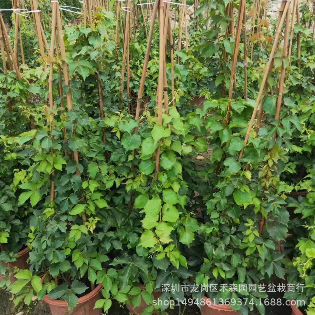 Boston Ivy Potted Plant Indoor Balcony Climbing Vine Four Seasons Outdoor Wall Climbing Creeper Green Plant Wall-Climbing Ivy Seedling