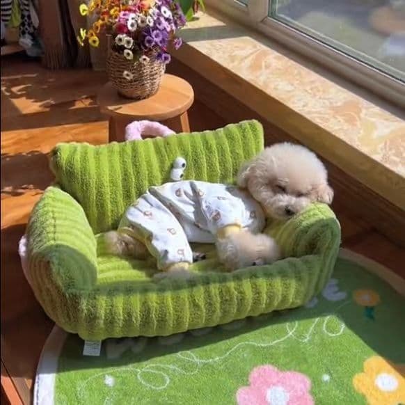 Trendy Big-Eye Dog Bed Cat Bed Striped Sofa Shape Bed, Macaron Pet Bed, Portable Bed for Small and Medium Dogs and Cats