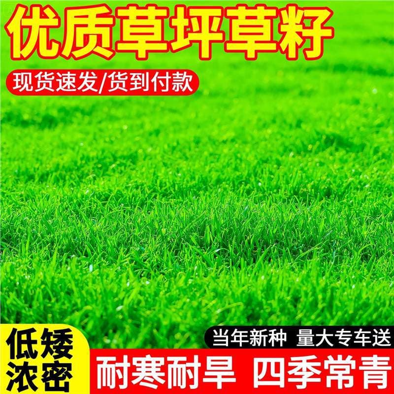 Lawn Grass Seeds: Bermuda, Manila, Carpet Grass, Perennial Ryegrass, Slope Protection Greening Grass Seeds