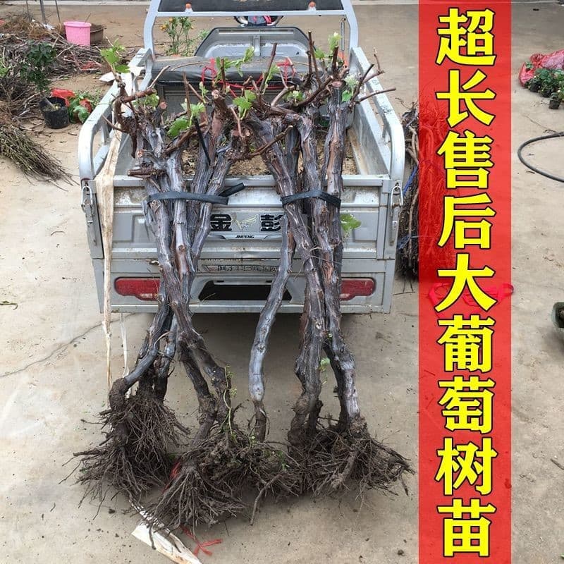 20-Year-Old High Trellis Grape Seedlings - Sunshine Rose, American Sapphire Grafted Large Grape Tree Fruit Seedlings
