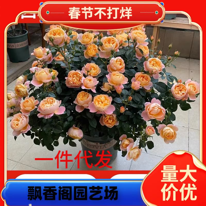 Dropshipping Juice Balcony Rose Seedlings, Four-Season Blooming, Extra Large Flowers, Potted Outdoor Balcony Shrub Roses