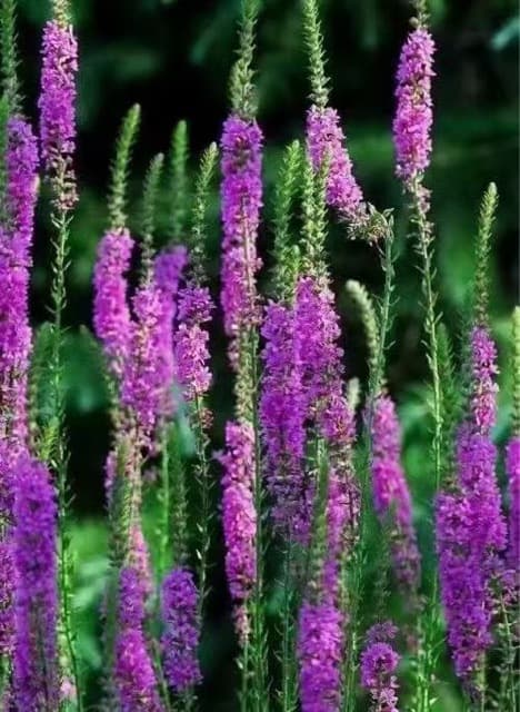 Lythrum salicaria seeds for aquatic plants, pond greening, wetland park landscaping, water grass seeds, red flower sea landscape