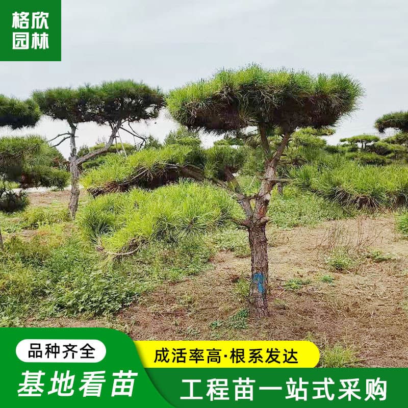 Black Pine Tree Base Straight Hair Garden Ornamental Yingkesong Beautiful Shape 5-20cm Engineering Greenery Pine Tree