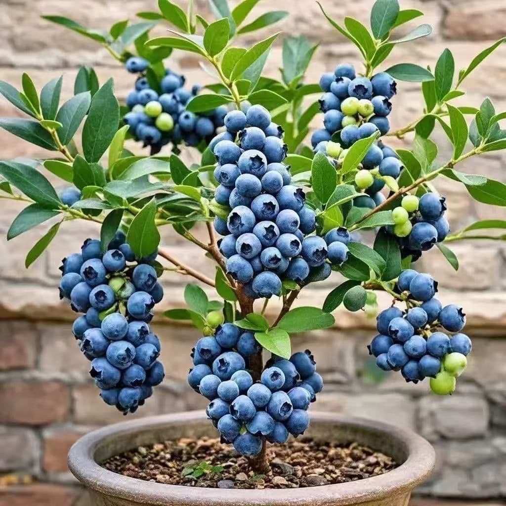 Large-fruited blueberry saplings - ground potted plants - evergreen in all seasons, suitable for northern and southern courtyards, authentic blueberry saplings and fruit saplings