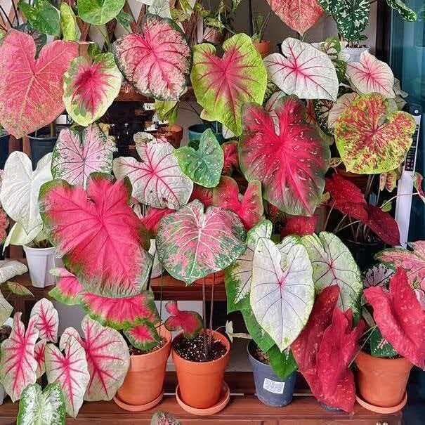 Cross-border Transparent Small Pack Seeds: Caladium Seeds, Heat-Tolerant Plant Seeds, Bicolor Calathea Seeds, Large-Leaf Seeds, Easy to Grow