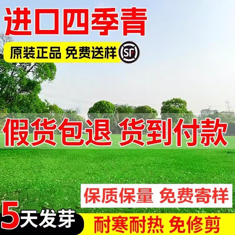 Imported American all-season green lawn seeds, tall fescue grass seeds, cold and trample-resistant engineering slope protection grass.