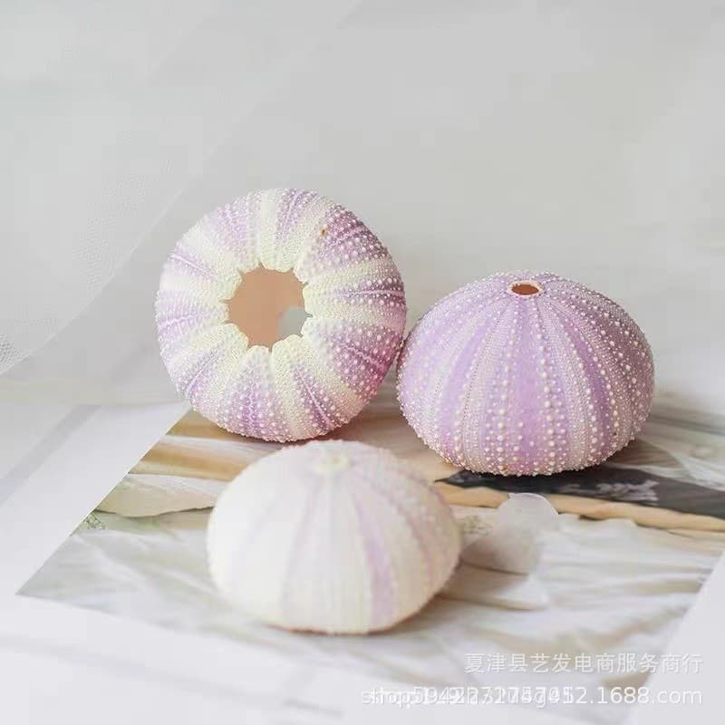 Natural green white and purple sea urchin shell air pineapple flowerpot wall sticker natural shell conch craft! Rare