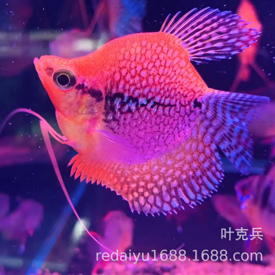 Tropical fish: Sockeye, Sockeye, Pearl Silky Perch, Small Fish Tropical Fish Wholesale