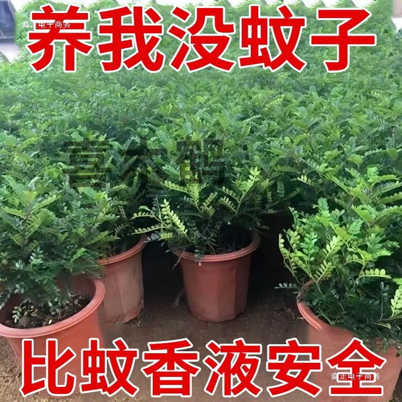 Fresh Mosquito Repellent Fragrant Wood Bonsai Pepper Wood Flowers Green Plants Easy to Grow Mosquito Repellent Plant