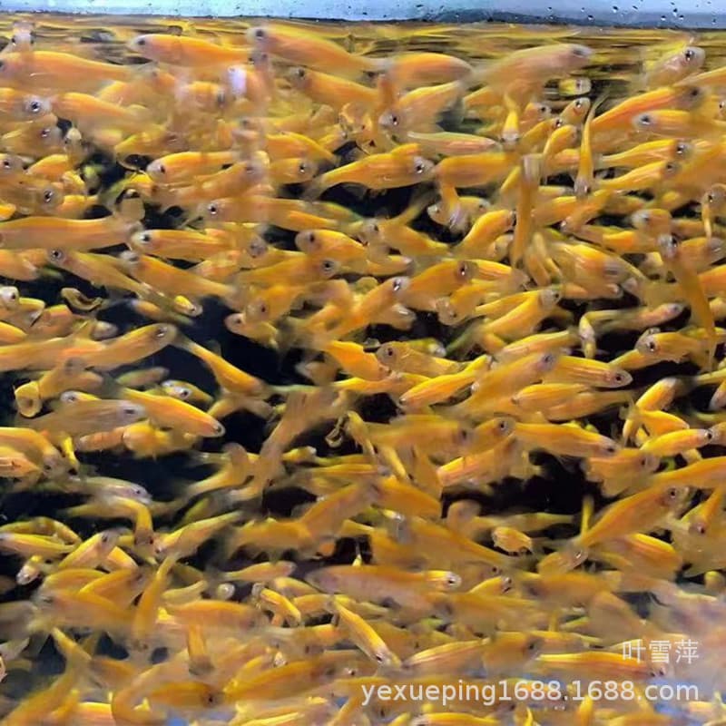 Lemon Zebra Fish, Live Fluorescent Zebra Fish, Tropical Fish, Ornamental Fish, Freshwater Fish, Fish Farm Special Offer, Hardy and Easy to Keep