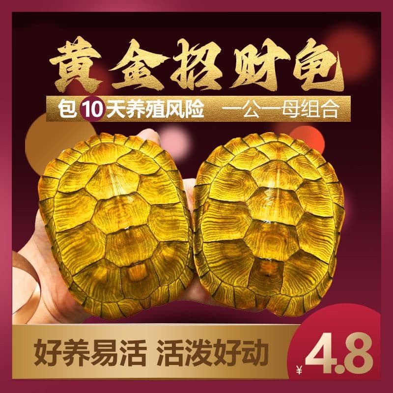 Live Pet Turtle for Home, Fortune-Bringing, Ornamental, Hardy, Extra Small, Couple Turtle, Longevity, Brazilian Turtle