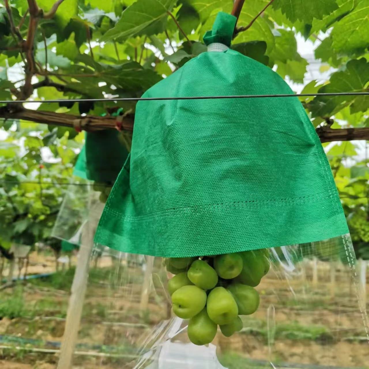 Semi-transparent film, semi-non-woven fabric, special fruit bag for Sunshine Rose grapes, insect-proof and bird-proof fruit protection.
