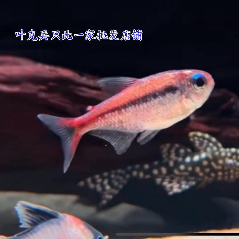 Shanghai Tropical Fish, Red Moon Cichlid Tetra, South American High-End Tetra, Rare Freshwater Planted Tank, Schooling Fish, Compatible for Mixed Tanks