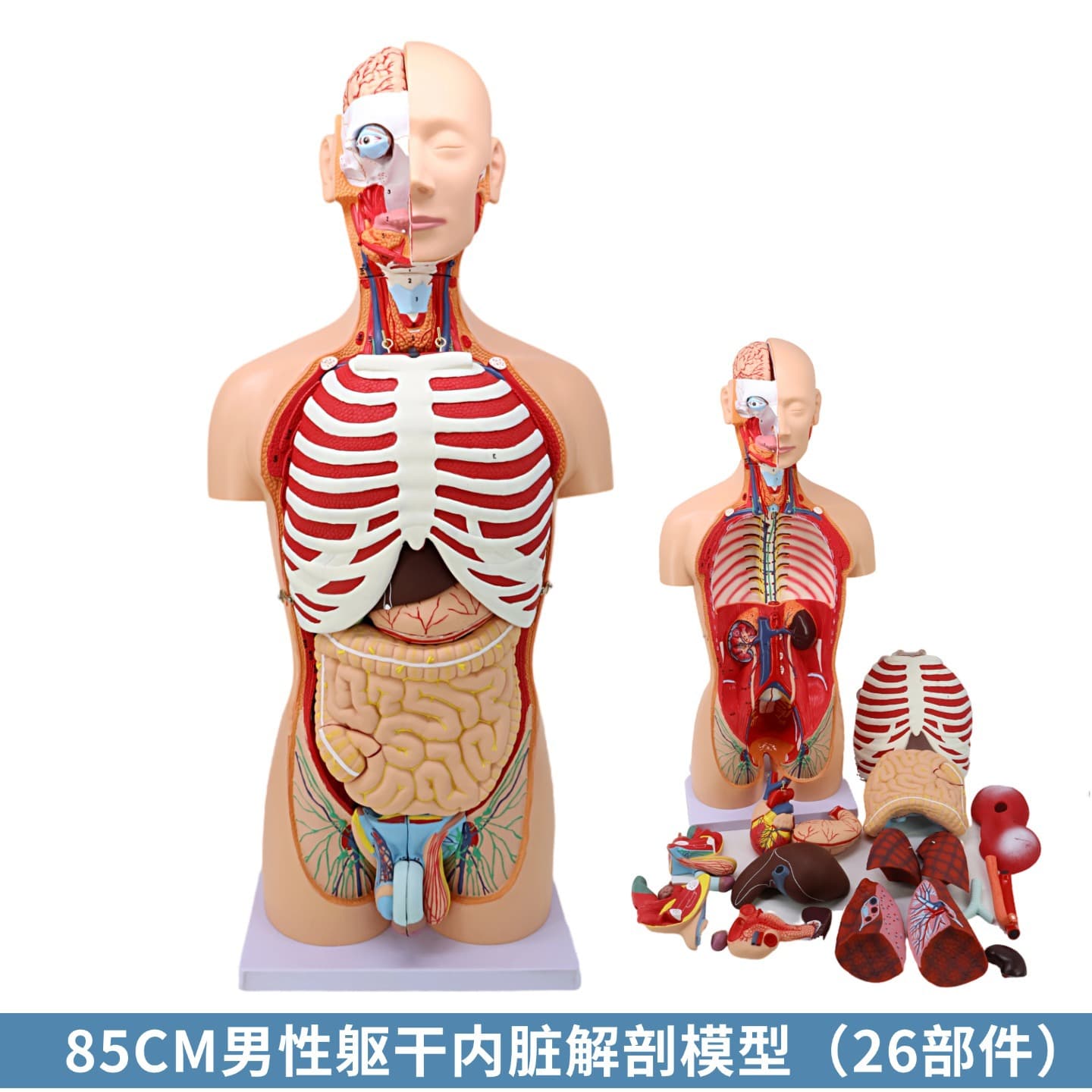 85CM human anatomy model organ detachable medical teaching human organ model torso structure model