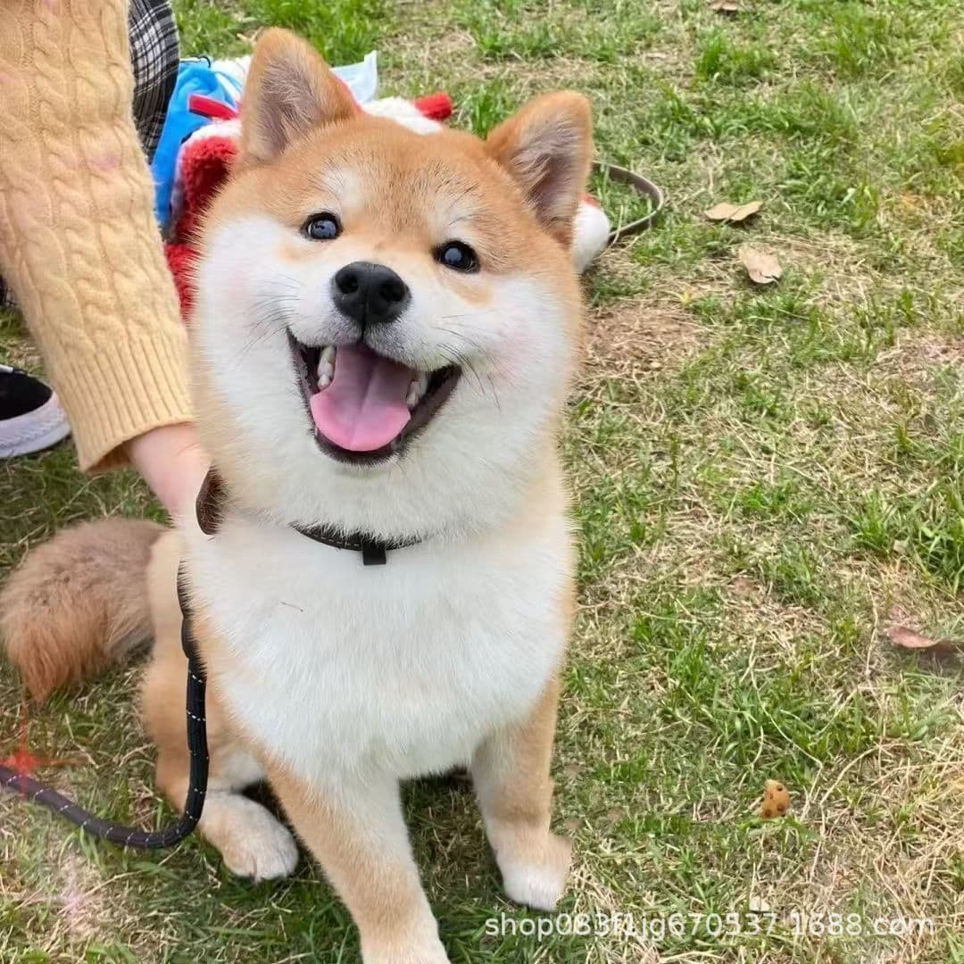 Purebred Shiba Inu puppies, double-blooded Shiba Inu puppies, live pet dogs, Shiba Inu Akita Inu, small live animal dogs